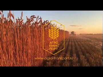 Wheat harvest 2020. AgroTransPort