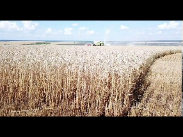 Уборка пшеницы 2020.