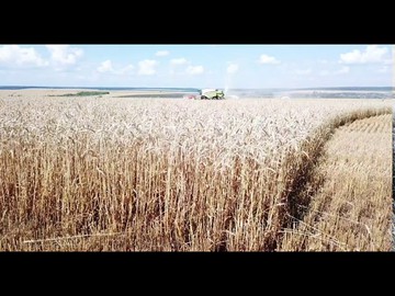 Уборка пшеницы 2020