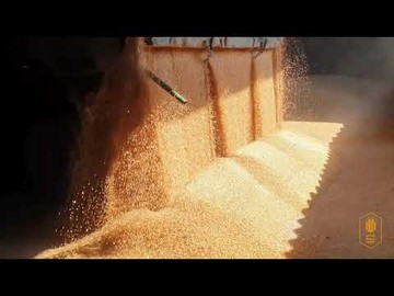Разгрузка пшеницы. АгроТрансПорт