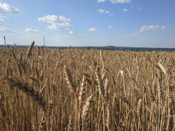 Уборка пшеницы 2018