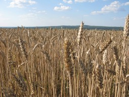 Уборка пшеницы 2018