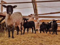 Овцы. Животноводческая ферма «АгроТрансПорт»