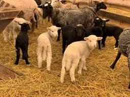 Овцы. Животноводческая ферма «АгроТрансПорт»