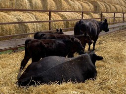 Коровы. Животноводческая ферма «АгроТрансПорт»