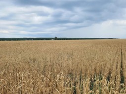 Поле озимой пшеницы