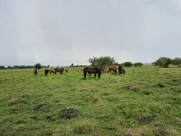 Животноводческая ферма АгроТрансПорт. Лошади
