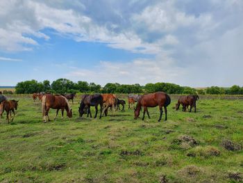 Лошади на свободном выгуле. Животноводческая ферма АгроТрансПорт