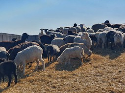 Животноводческая ферма - овцы